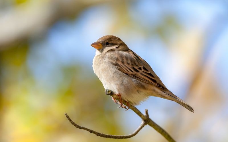 His Eye Is on the Sparrow