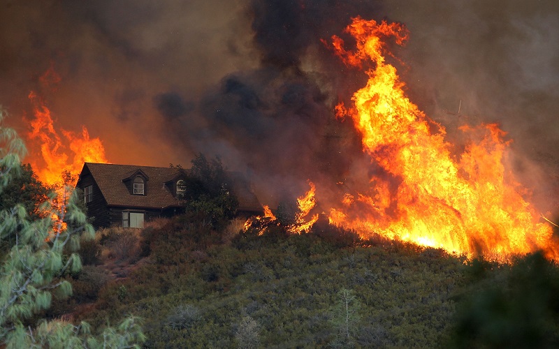 Environmentalists Share Blame for Raging Forest Fires