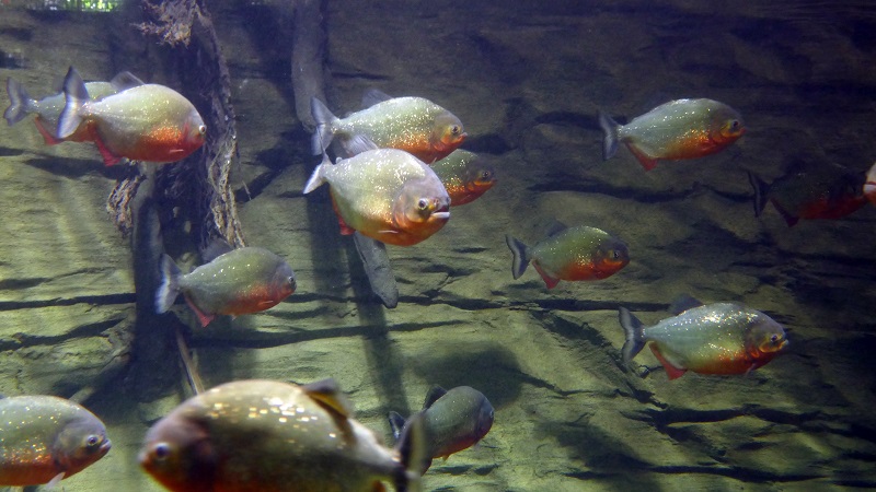 The Ghoulish Piranhas of the GOP Swamp Swarm Roy Moore
