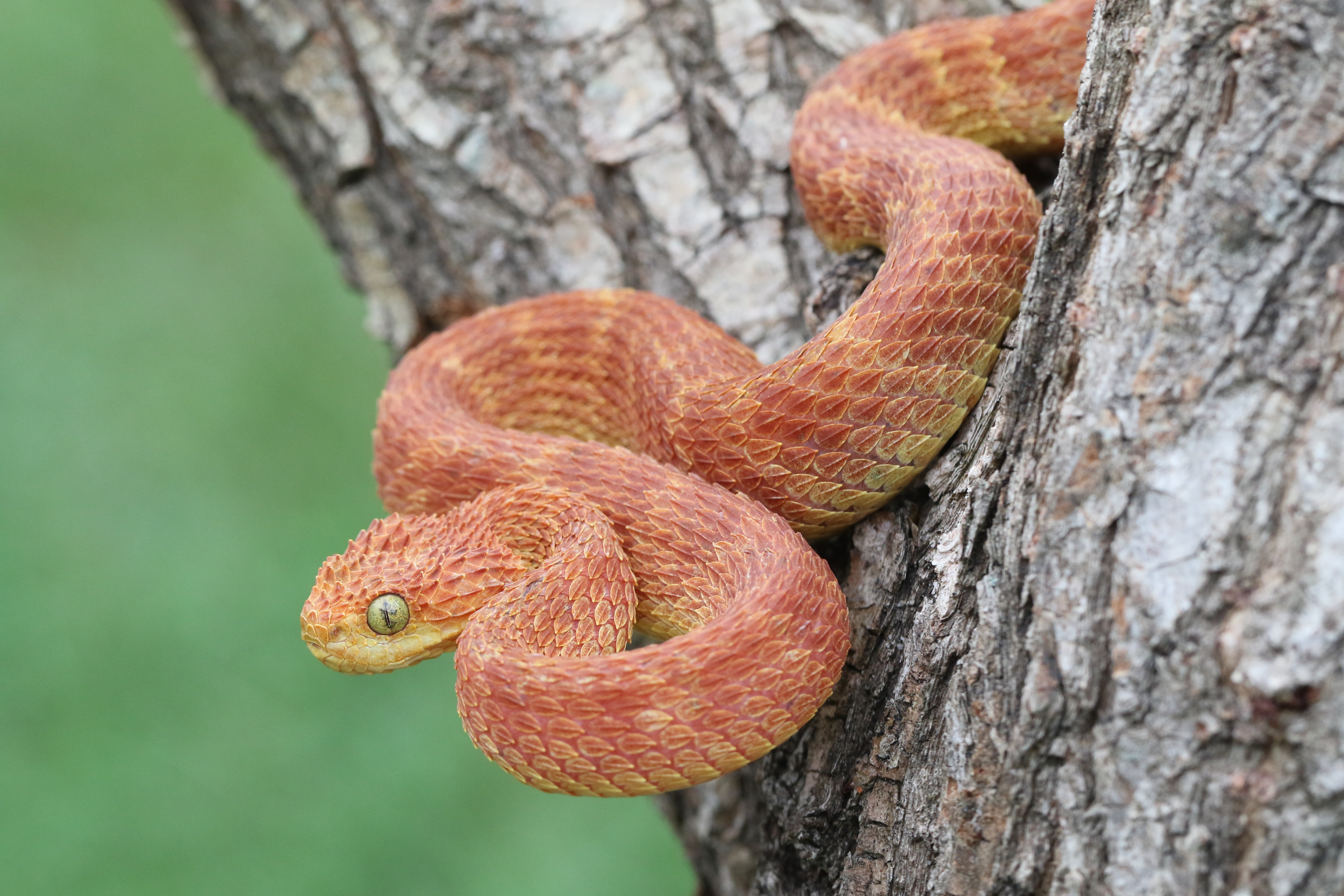 The Slithering Deception of ‘Progressive Christianity’
