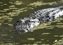 To Drain the Swamp, Here's Where to Start
