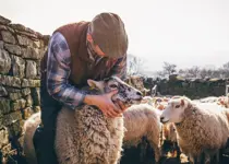 Sheep in Need of a Shepherd (Part 2)
