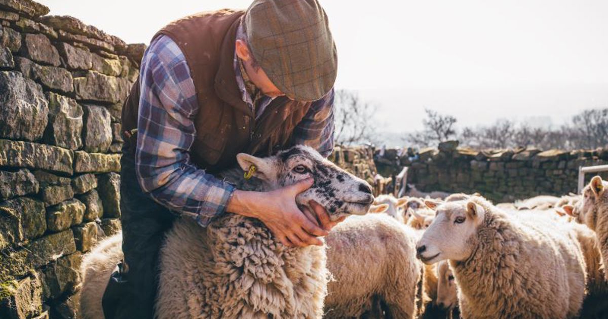 Sheep in Need of a Shepherd (Part 2)