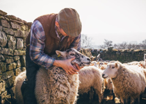 Sheep in Need of a Shepherd (Part 2)
