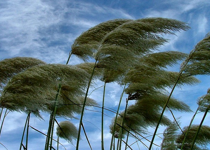 The Work of the Wind