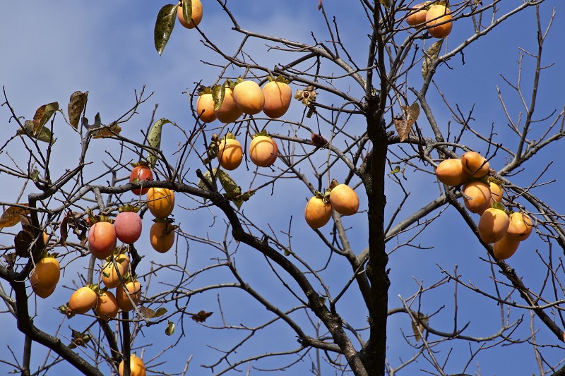 The Fruit That Summons