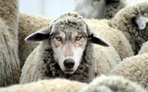 Wolves in Sheep’s Clothing