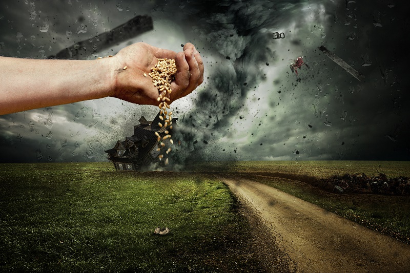 They Have Sown the Wind