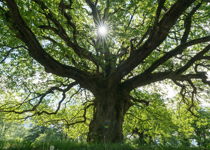 From ER Doctor to Tree Advocate