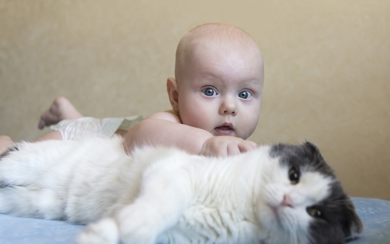 AFA New York Babies Cats AFA New York Babies Cats