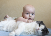 New York, Babies, & Cats