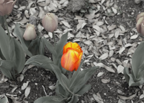 True Colors