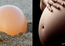 Of Unborn Sea Turtles and Unborn Human Beings