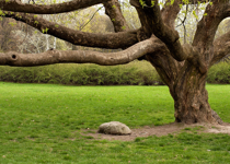 Sycamore in Waiting