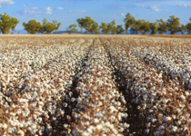 Yankee in a Southern Cotton Field
