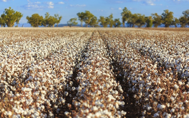 Yankee in a Southern Cotton Field