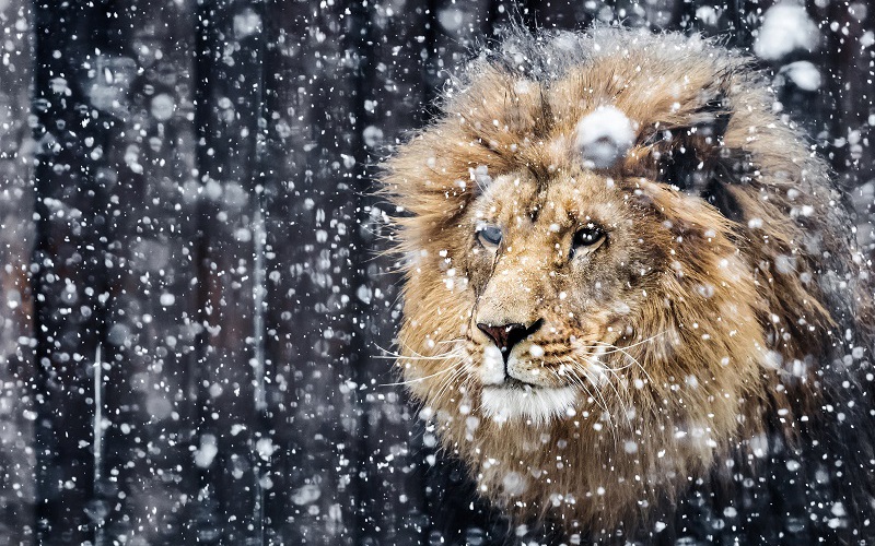 “Always Winter, But Never Christmas”