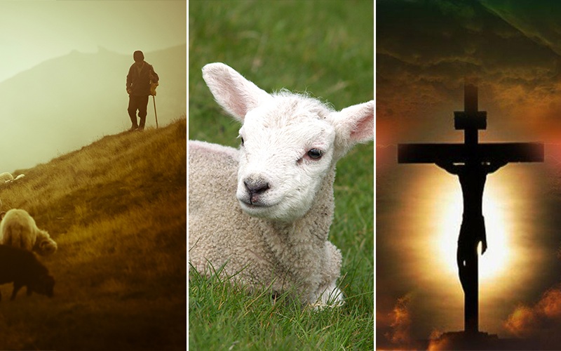 A Shepherd, a Lamb, and a Savior