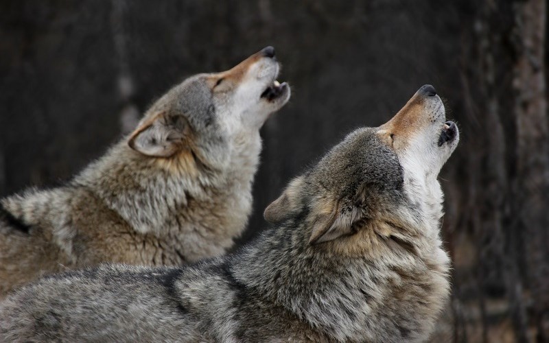 AFA.net - The Noise of Wolves
