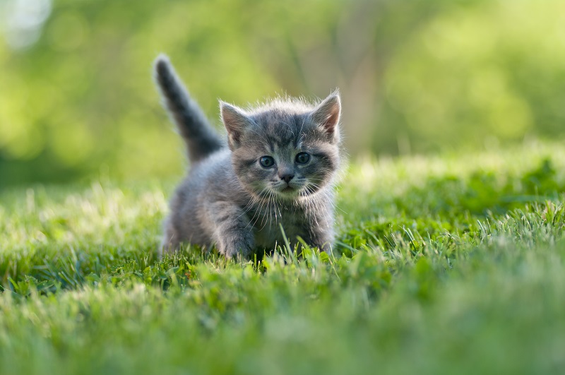 The Cat from Heaven