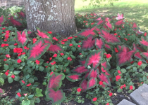 Miracle Growth