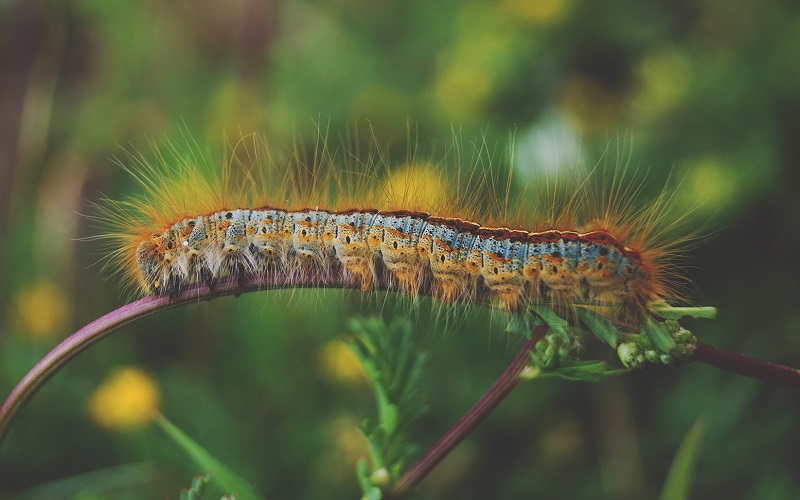 The Spiritual Chrysalis