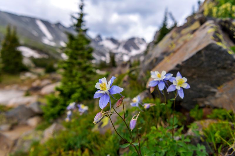 Remembering the Wildflowers