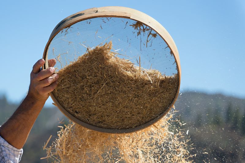 Sorting Out Truth and Lies Like Wheat and Chaff