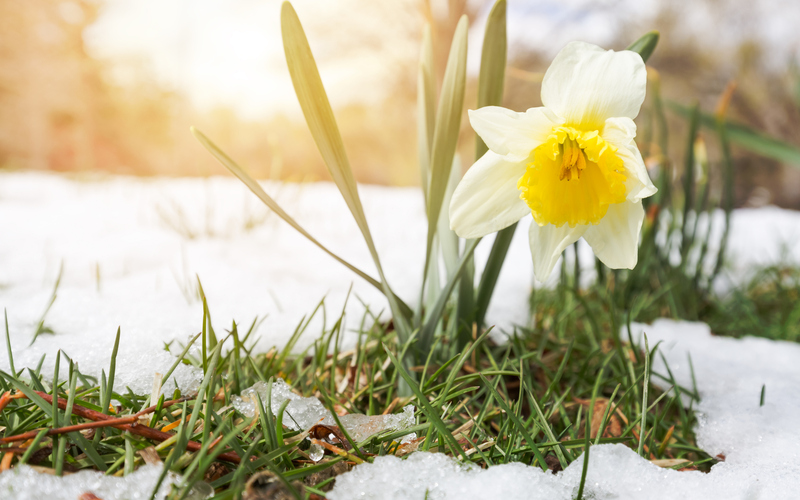 The Power of One Daffodil