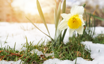 The Power of One Daffodil