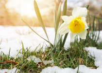 The Power of One Daffodil