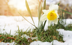 The Power of One Daffodil