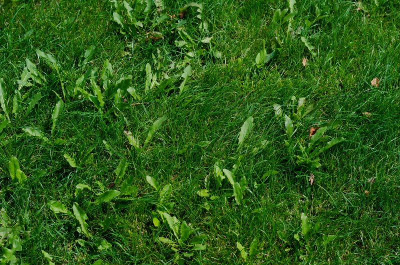 Weeds Are Green Too!