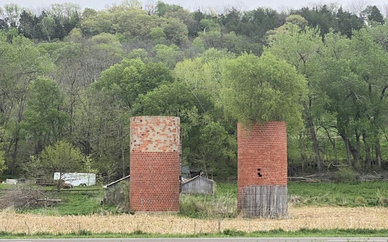 That One Tree