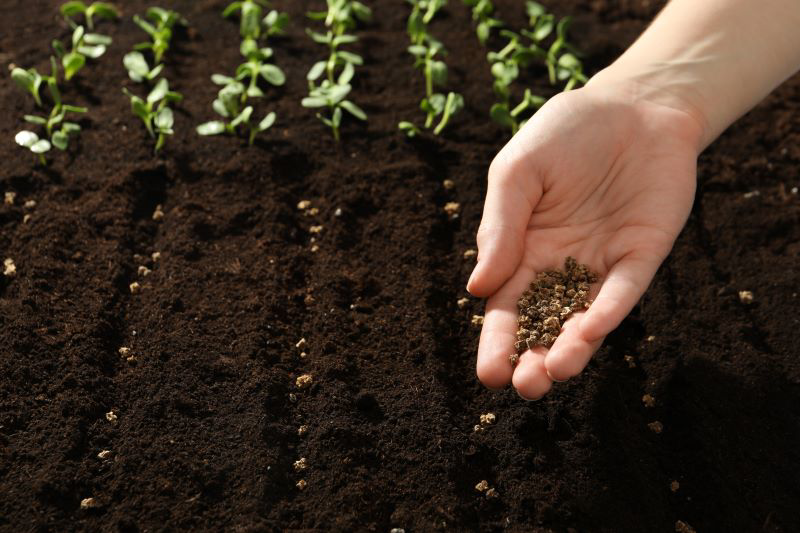 Sowing Seeds