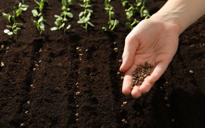 Sowing Seeds