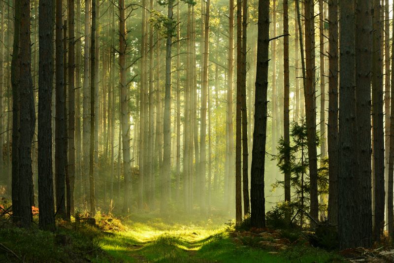 Until Mourning Becomes Morning