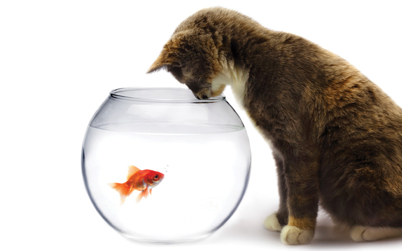 Life in a fishbowl
