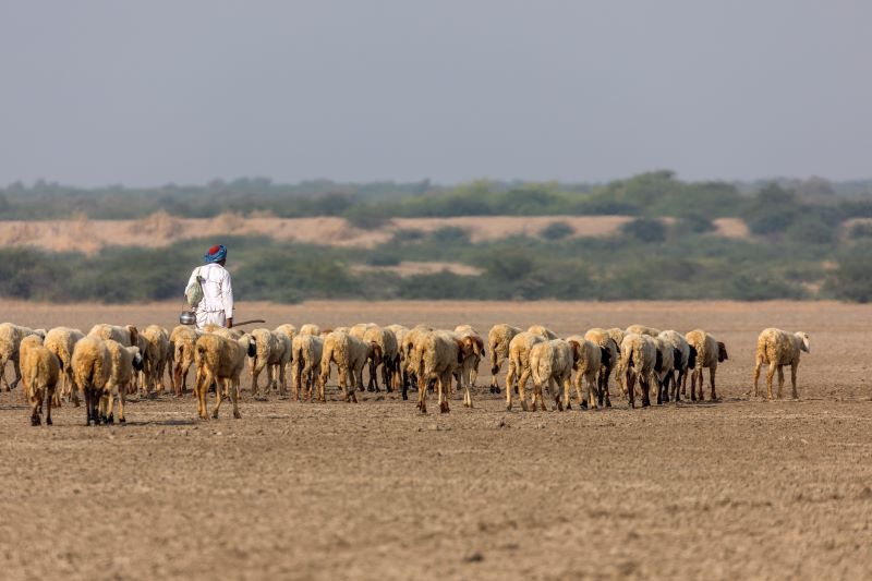 Following the Shepherd Not the Sheep