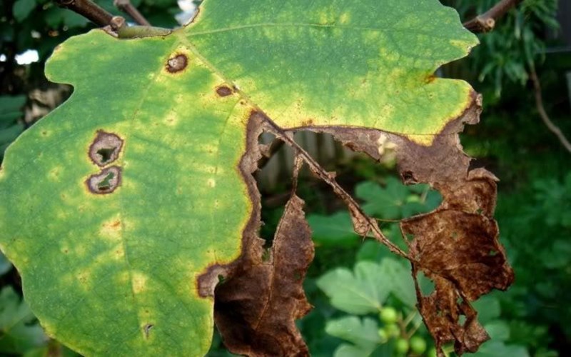 Sewing Fig Leaves Together