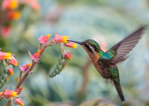 The Praise of a Hum