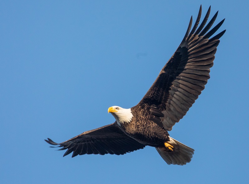'Wings of Eagles'