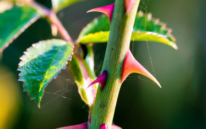 Little Thorns in Life