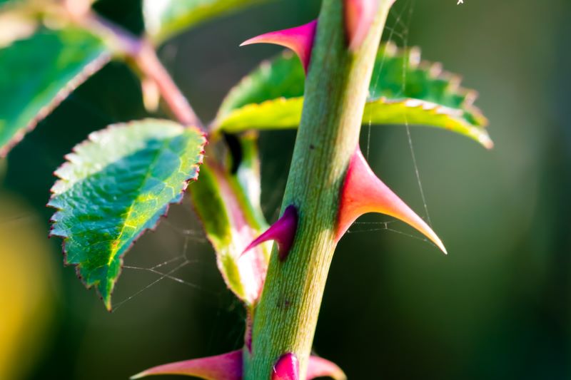 Little Thorns in Life