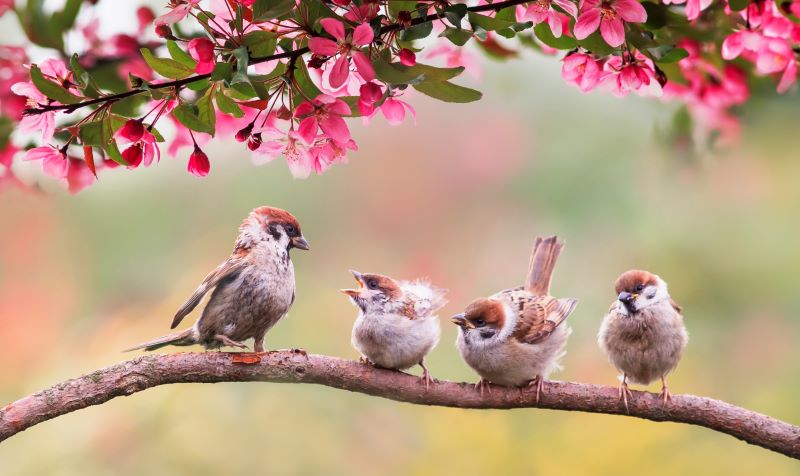 Consider the Sparrows