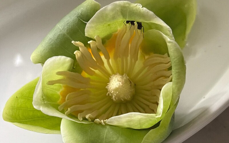 Fallen but Not Forgotten