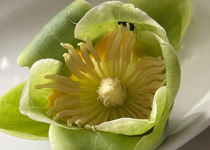 Fallen but Not Forgotten