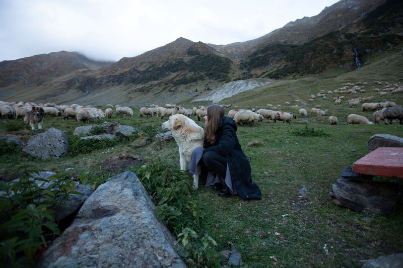 The Purpose of the Shepherd