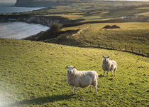 The story of St. Patrick